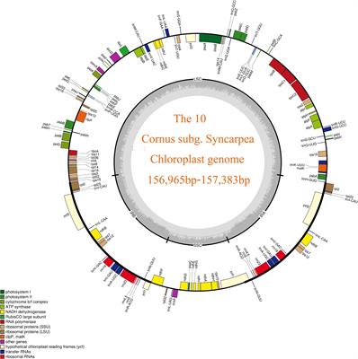 Comparative and phylogenetic analyses based on the complete chloroplast genome of Cornus subg. Syncarpea (Cornaceae) species
